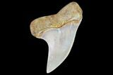 Mako Shark Tooth Fossil - Sharktooth Hill, CA #94699-1